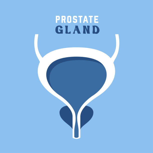 ilustrações de stock, clip art, desenhos animados e ícones de prostate and urinary bladder - erectile dysfunction