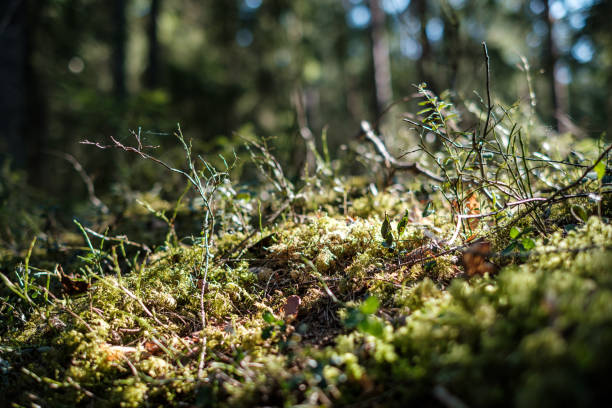 istock forest moss in sunny day with blur background 1294662300