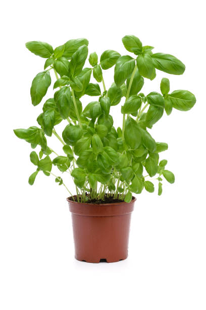 istock Herbs of basil in a pot 1294662324