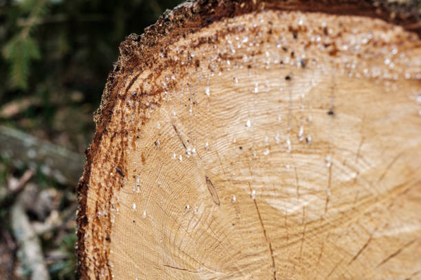 istock firewood log texture in nature 1294662378