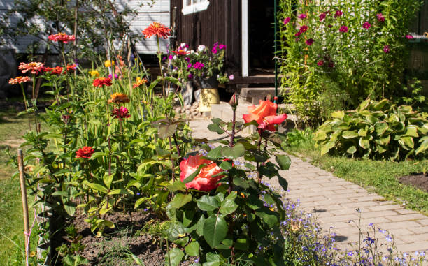 istock summer flowers in the garden 1294662561