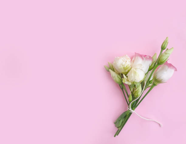 istock eustoma flower on a colored background summer 1294662627