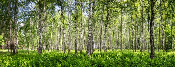 Birch grove on a sunny summer day