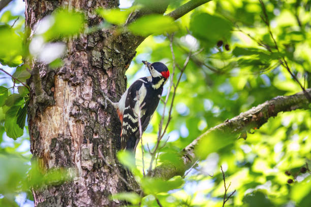 istock The great spotted woodpecker (Dendrocopos major) 1294662832