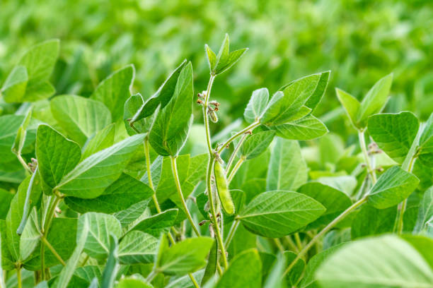 istock Rural landscape - field the soybean (Glycine max) 1294662888