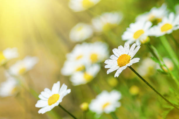 istock hamomile (Matricaria recutita), blooming plants in the spring meadow 1294662981
