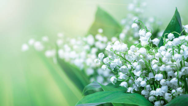 istock Lily of the valley (Convallaria majalis), blooming spring flowers 1294662992
