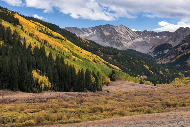 Early Autumn Aspen Trees in the Castle Creek Valley of Central Colorado. stock photo