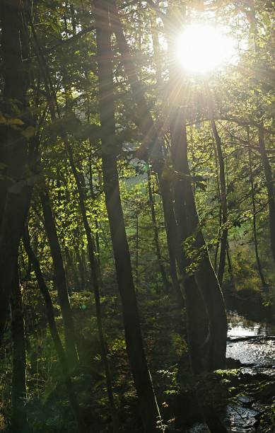 istock In the late autumn forest 1294663108