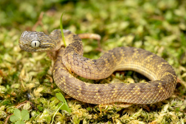 istock Day old venomous baby Bush Viper snake (Atheris squamigera) 1294663824