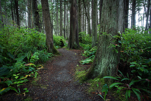 Pathway through the rainforest of Port Renfrew on the west coast of Vancouver Island.