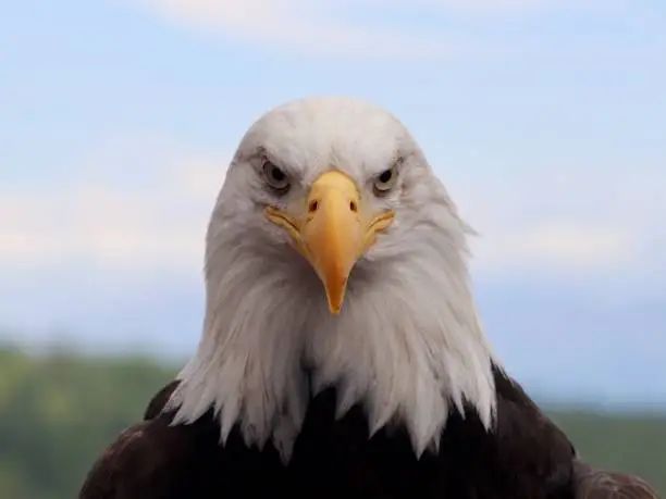 Photo of A bald eagle stares at the camera