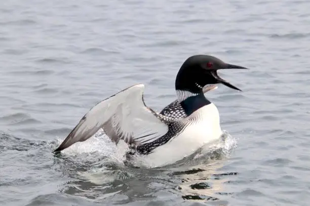 Photo of Loons on the Lake