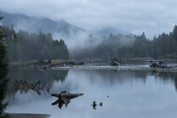 istock Port Renfrew Fog 1294665354
