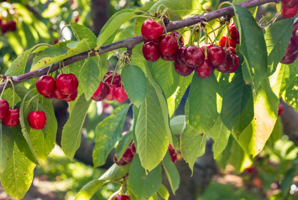 istock Stella cherry tree with ripe cherries hanging on branch growing in organic cherry orchard 1294667006