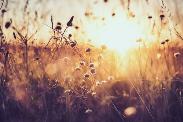 istock Wildflowers at sunset 1294667350
