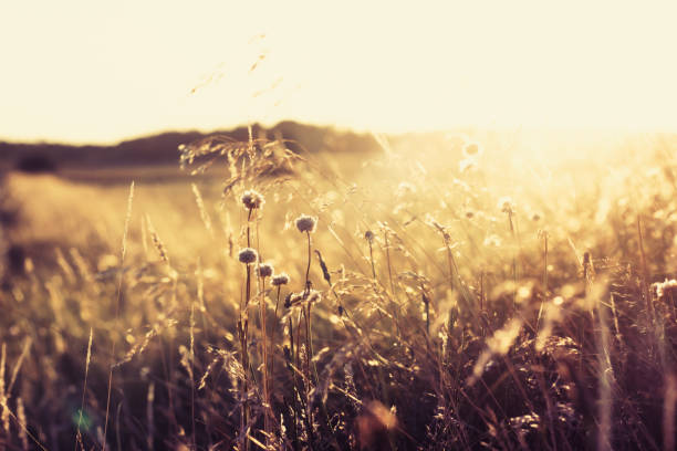 istock Wildflowers at sunset 1294667958