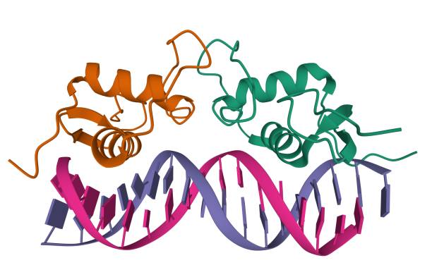 estructura del complejo receptor-adn de progesterona - progesterona fotografías e imágenes de stock