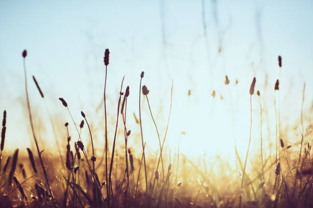 istock Wildflowers at sunset 1294668008