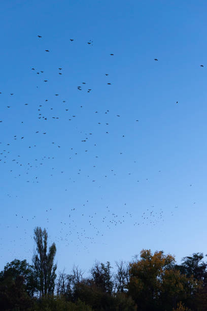 istock Migrating huge bird flock flying over trees on clear blue sky background in Plovdiv, Bulgaria 1294668704