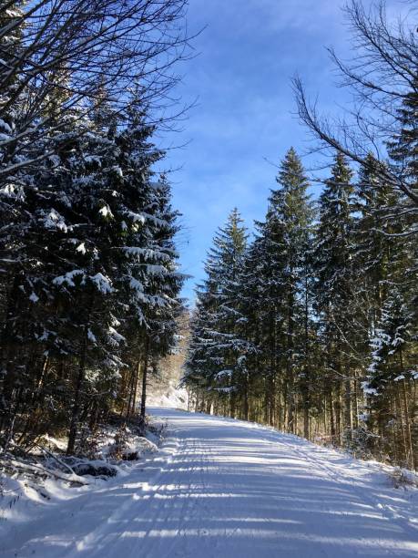 istock Walking path in the snow-covered forest of Bavaria 1294668934