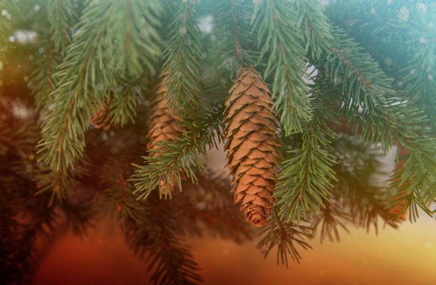 christmas tree branches with cones with a gradient filter in a fabulous treatment