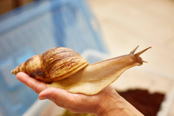 istock big achatina snail sits on the hand 1294672433