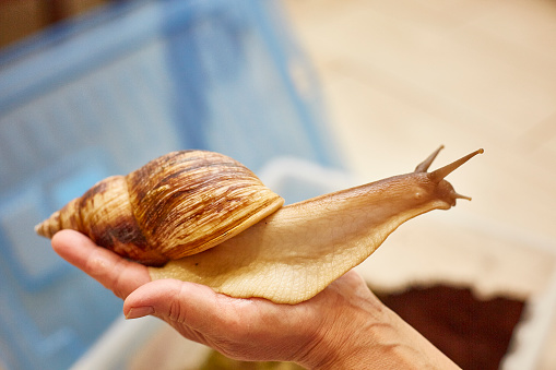 big achatina snail sits on the hand.
