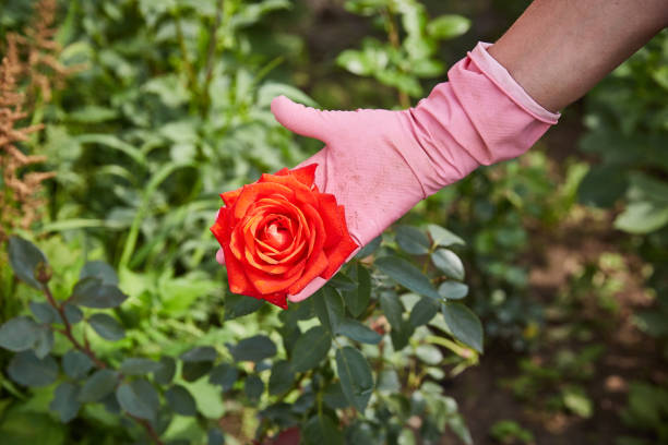 istock a farmer's gloved hand shows a grown rose 1294672684