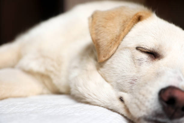istock White young dog sleeps on the floor. 1294672776