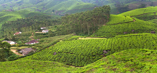 istock Tea plantations in Kerala state, South India 1294673176