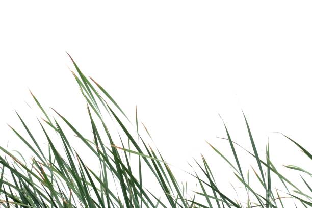 istock In selective focus wild grass leaves with wind blowing on white isolated background for green foliage backdrop 1294674039