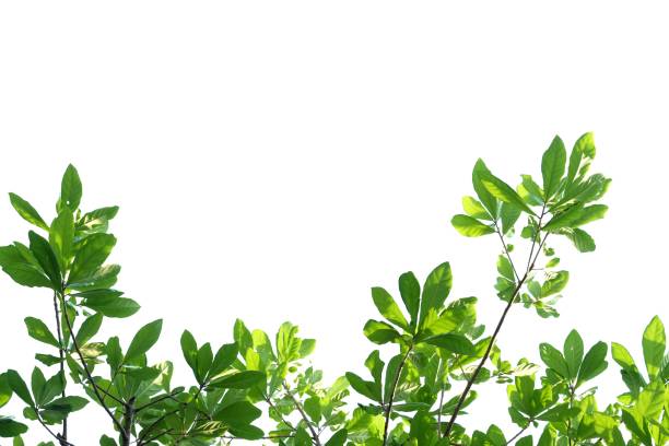 istock Tropical tree leaves with branches on white isolated background for green foliage backdrop 1294674045