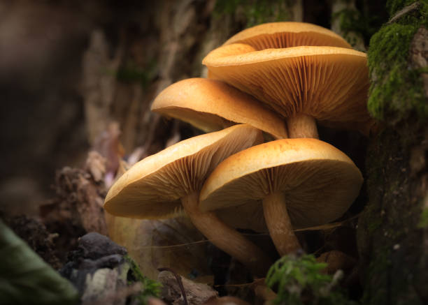 istock Mushroom family 1294676415