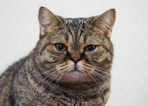Photo of Close up view of the British shorthair tabby cat with tearing eyes