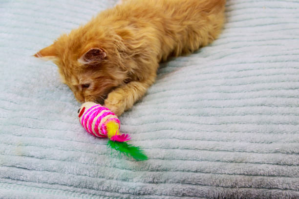 Ginger kitten playing with a toy on a bed