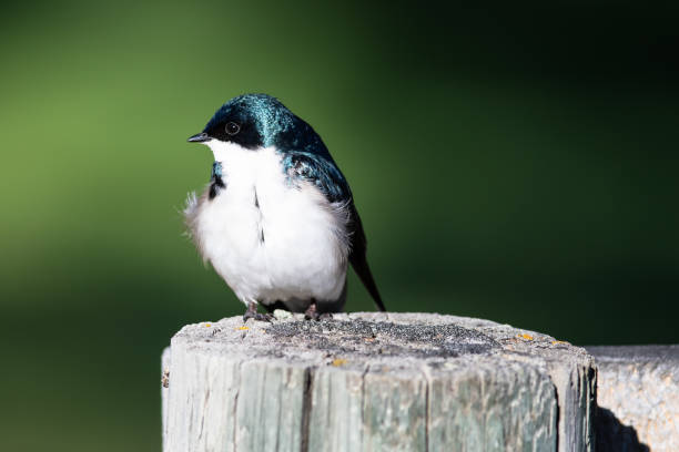 istock Tree Swallow Perched on an Old Weathered Wooden Fence Post 1294677041