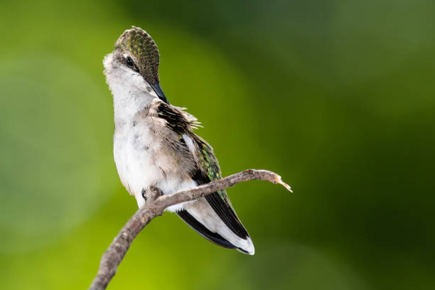 istock Ruby Throated Hummingbird Preening While Perched Delicately on a Slender Twig 1294677056