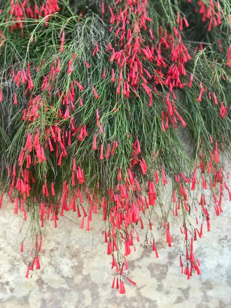 istock Green hanging plant with red flowers 1294677156