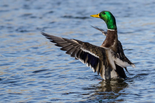 istock Mallard Duck Stretching Its Wings While Resting on the Water 1294677189