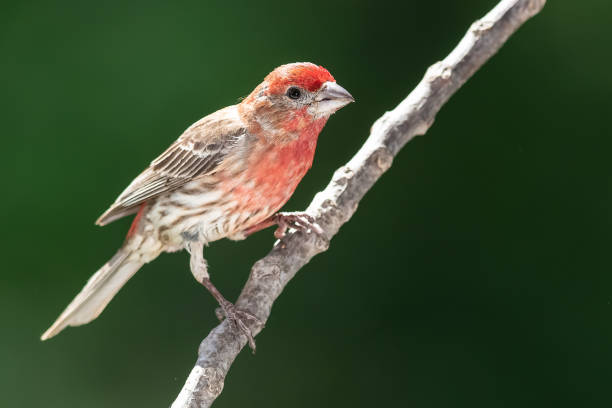istock House Finch Perched on a Slender Tree Branch 1294677239