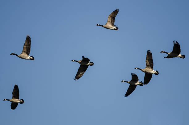 istock Flock of Canada Geese Flying in a Blue Sky 1294677283