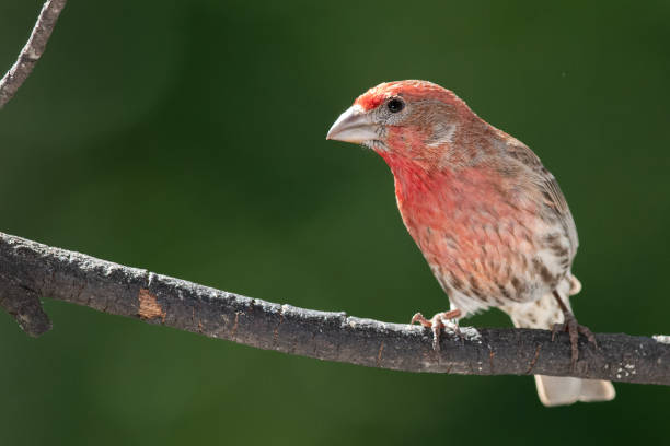 istock Curious House Finch Perched in a Tree 1294677362