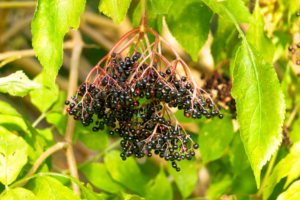 istock Bunches of black berries on black elderberry branches. 1294680284