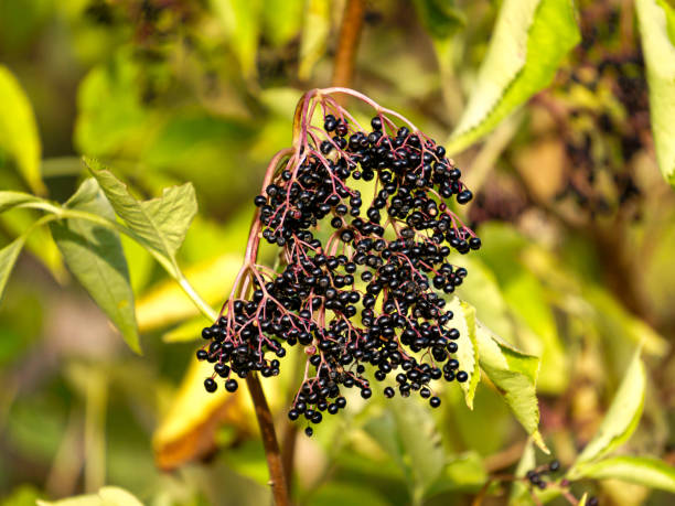 istock Bunches of black berries on black elderberry branches. 1294680326