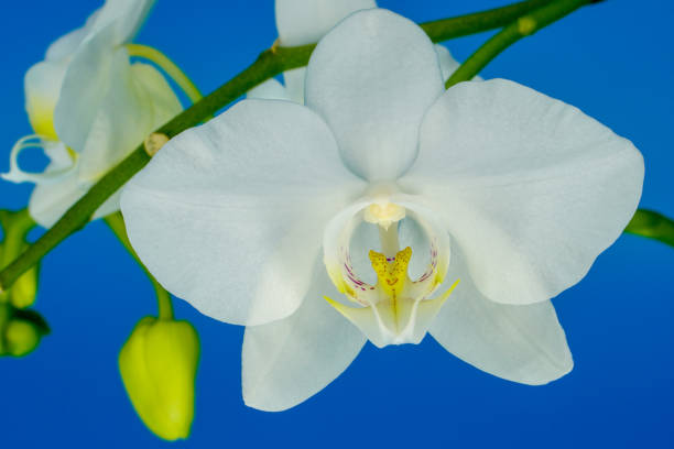 istock White orchid isolated on blue background 1294681079