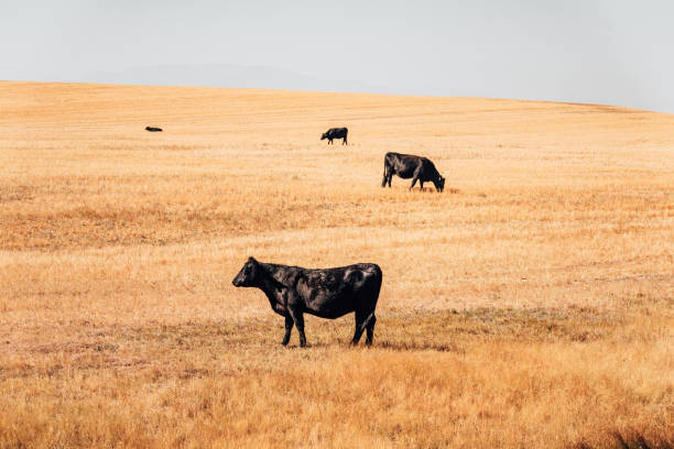 cow in montana