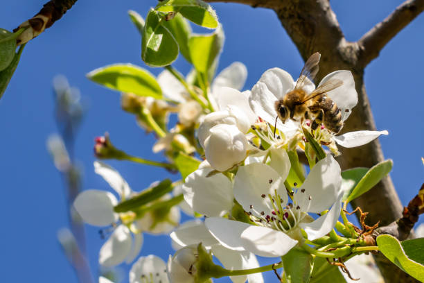 istock a bee pollinating white apple blossoms against a blue sky background 1294684739