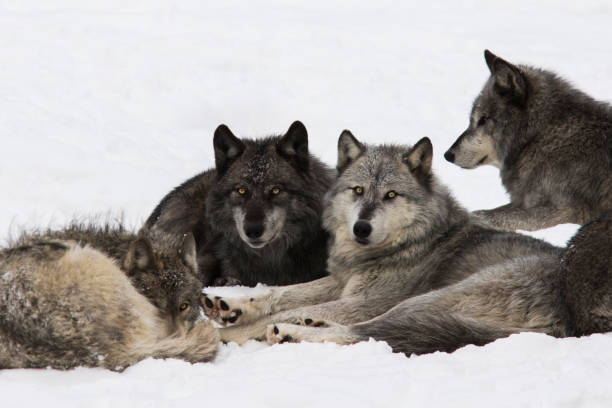 istock northwestern wolf in winter 1294684783