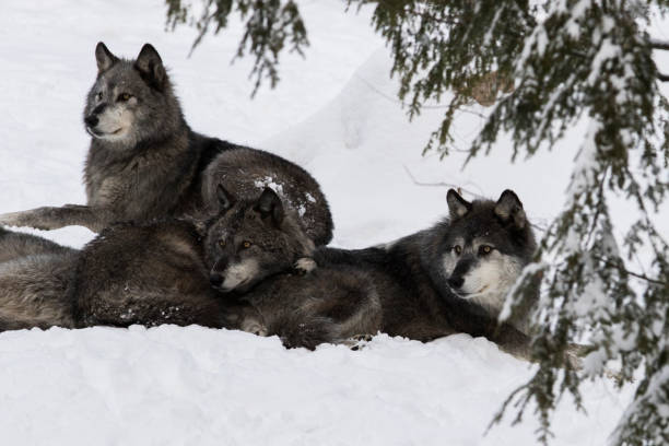istock northwestern wolf in winter 1294684847